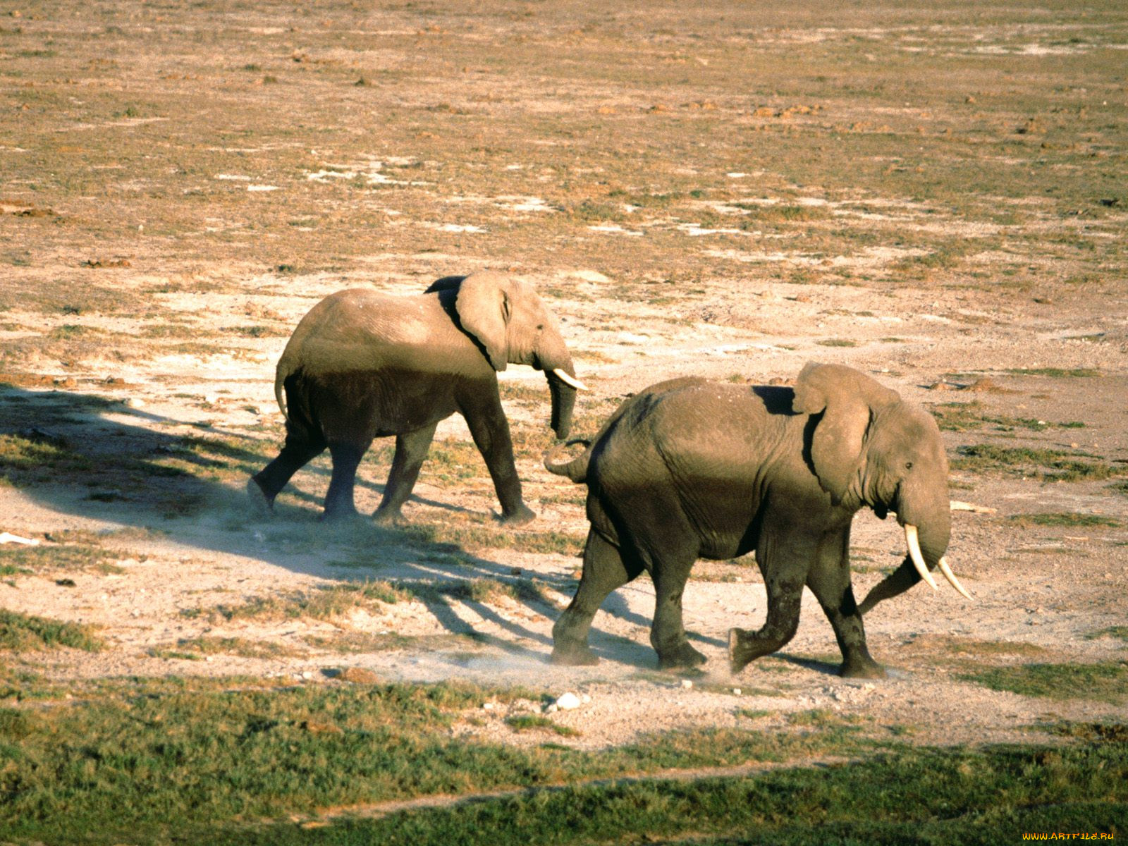 on, the, move, african, elephants, , 